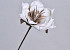 Foam Flower White/Mocca, D 16cm