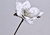 Foam Flower White/Grey, D 16cm