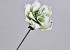 Foam Flower Green, D 16cm