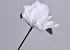 Blume Schaumstoff Weiß, D 16cm