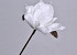 Foam Flower White, D 16cm