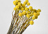 Craspedia Yellow, per stem