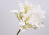 Foam Dracena White, D 24cm