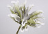 Dracena en mousse  Blanc/Gris, D 24cm