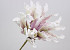 Foam Dracena White/Lilac, D 24cm