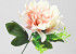 Dahlia D14cm Crème