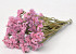 Statice Sinuata Pink