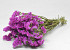 Statice Sinuata Lila-Rosa
