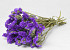 Statice Sinuata Dark Violet