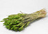 Bouquet Triticum Vert (blé) 70cm