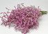 Limonium Pink 60cm 