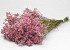 Limonium 60cm Lichtroze