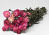 Helichrysum Roze 45cm
