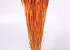 Triticum Hellorange (Weizen) 70cm