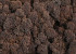 Reindeer Moss Brown per kg