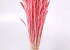 Triticum Bright Pink (wheat) 70cm