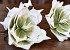 Foam Flower Green, D 16cm