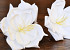 Fleur en mousse Blanc, D 16cm