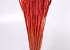 Bouquet Triticum Rouge Clair (blé) 70cm