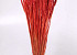 Triticum Bright Red (wheat) 70cm