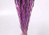Triticum Hellviolet (Weizen) 70cm