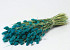 Bouquet Phalaris Bleu 70cm