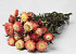Helichrysum Open Salmon 45cm