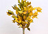 Hedera Klimop Geel 40-50cm