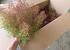 Seemoos, Karton 80x38x35cm