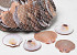 Muscheln Amusium Japonicum 1Kg