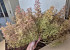 Seemoos, Karton 80x38x35cm