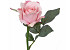 Rose Rose 30cm