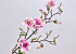Magnoliatak Wit/Roze 78cm