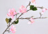 Tige de Magnolia 90cm Rose