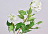 Viburnum Blanc 40cm