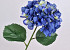 Hortensia 68cm Blauw