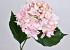 Hortensia Rose-Blanc 68cm