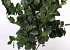 Buchenblatt grün 60-70cm