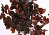 Beukenblad Rood 60-70cm