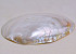 Schelpen Mother of Pearl 20cm