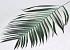Areca Palmenblätter 80cm Grün