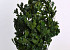 Oak Leaves Green 1kg