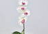 Orchidée Papillon 50cm Blanc