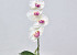 Phalaenopsis 44cm Wit