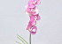 Phalaenopsis Pink 44cm