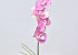 Phalaenopsis Rosa 44cm