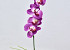 Orchidée Papillon 50cm Fuchsia