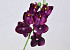 Orchidée Papillon 50cm Pourpre