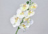 Phalaenopsis 50cm Weiß