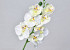 Phalaenopsis 50cm Wit